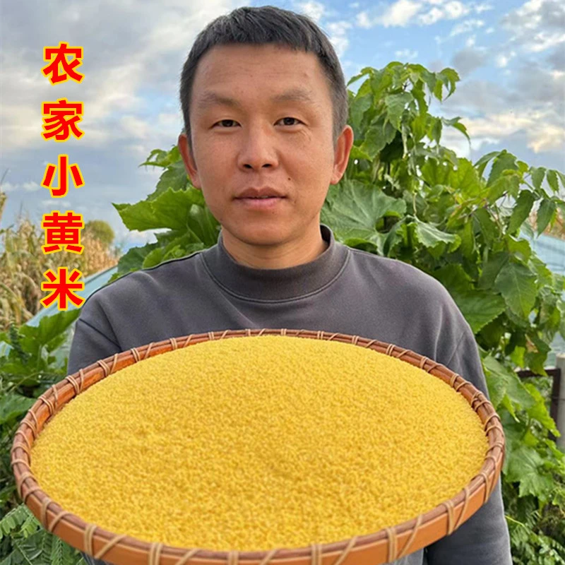 卓稻夫2025年新小米大金苗小黄米 煮粥米油多