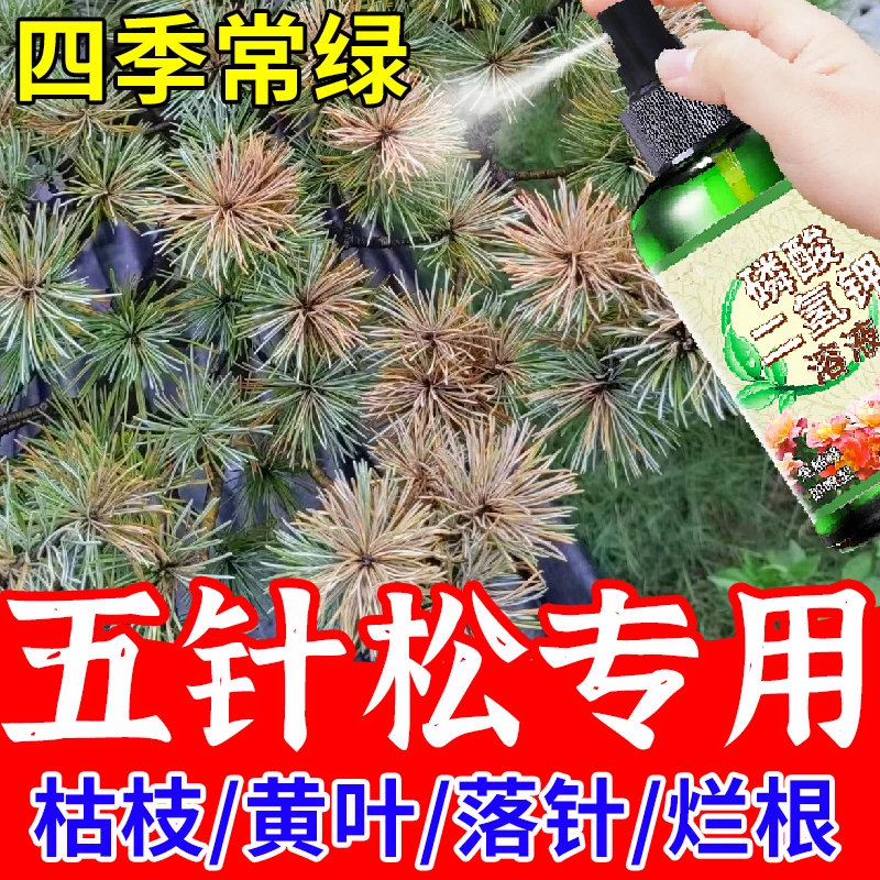 五针松赤枯病松树叶枯病专用肥松针发黄脱落叶斑病白粉病营养液