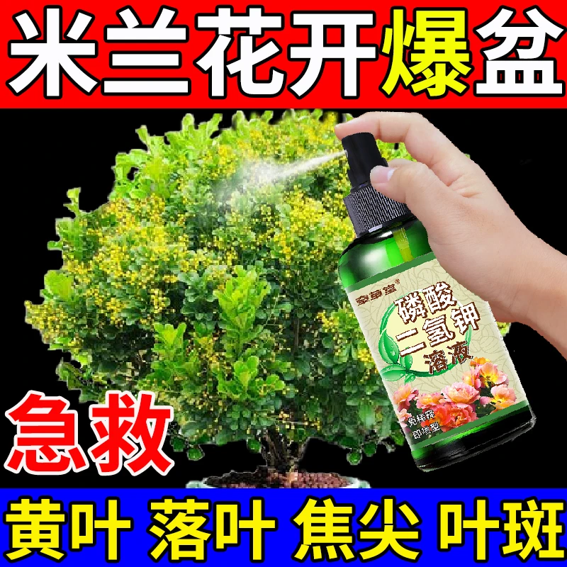 米兰专用营养液米兰叶子白斑四季通用型防黄叶干枯蕉叶促生根发芽