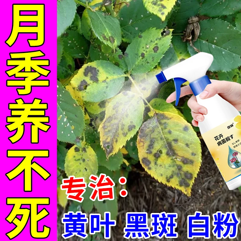 月季花病虫害通用治黄叶防黑斑白粉病枯枝病壮根绿叶促开花营养液