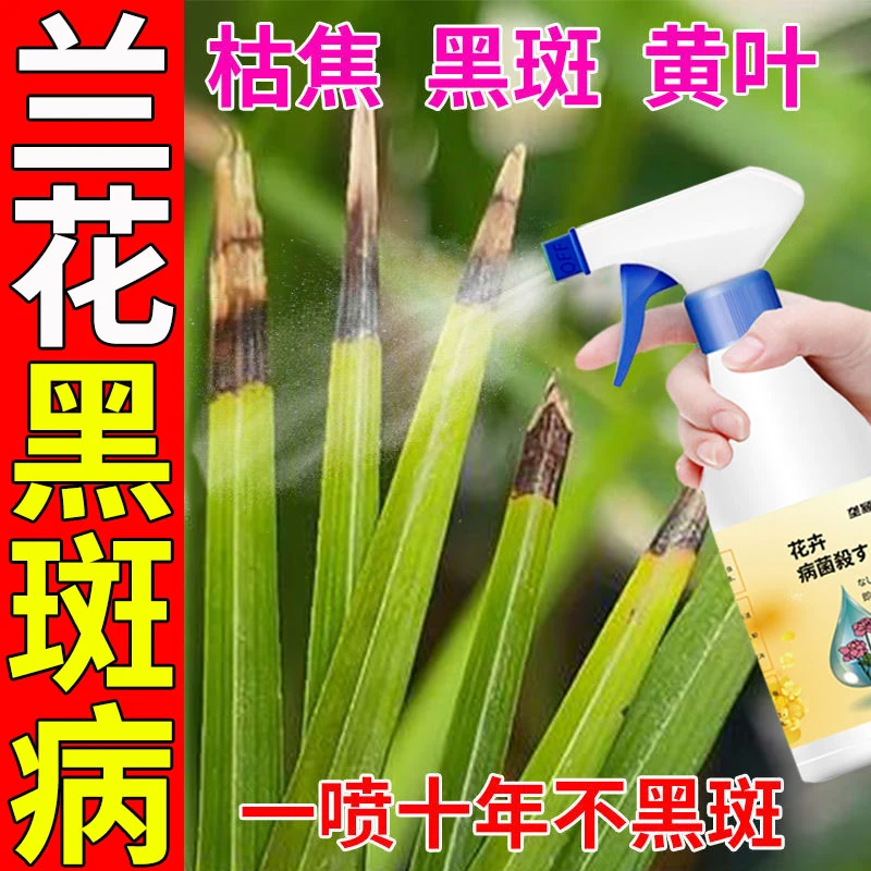 兰花专用药病全治兰花黄叶焦尖叶斑病黑斑炭蛆病杀菌剂【免稀释】