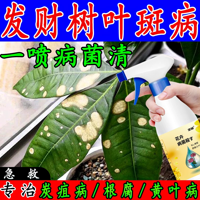 叶斑黄叶病】发财树急救叶斑病落叶烂根根腐病杀菌通用家庭营养液