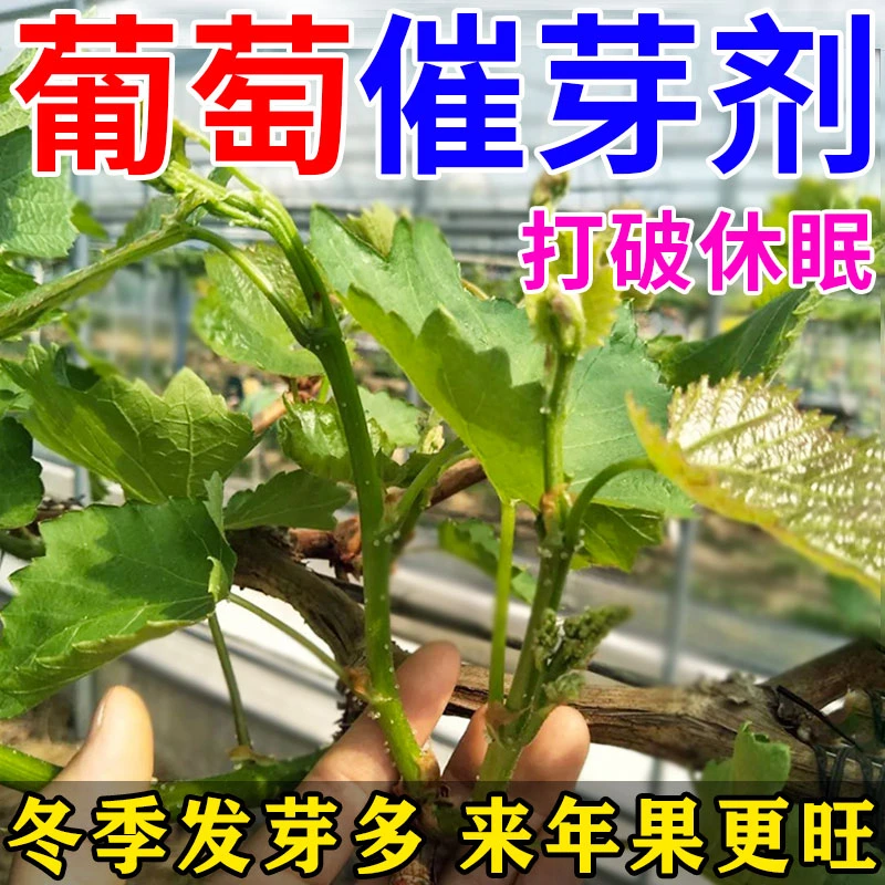 【打破休眠】葡萄点叶芽变花芽药快速催芽提前发芽调节生长专用