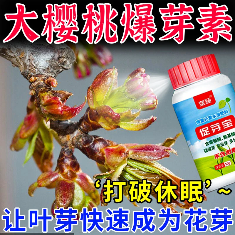 大樱桃点叶芽变花芽点花剂樱桃破眠剂催芽剂打破休眠调节生长肥