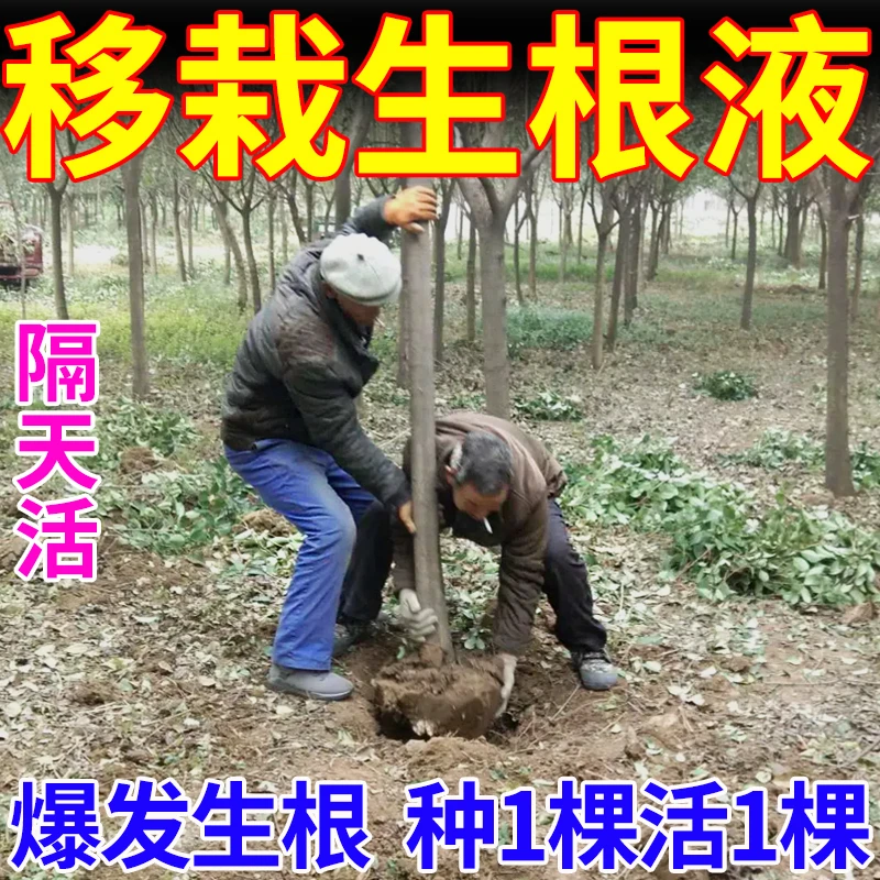 大树移栽专用生根液爆发生根补充根部营养花草大树盆栽移栽壮苗