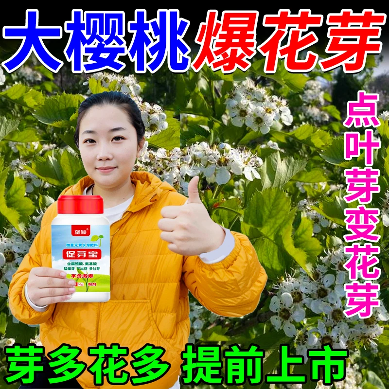 大樱桃点叶芽变花芽专用樱桃催芽剂破休眠花芽细胞分裂生长促芽剂