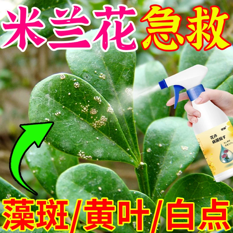 米兰花专用营养液防黄叶促开花藻斑病叶子白斑点炭疽病枯枝焦叶肥
