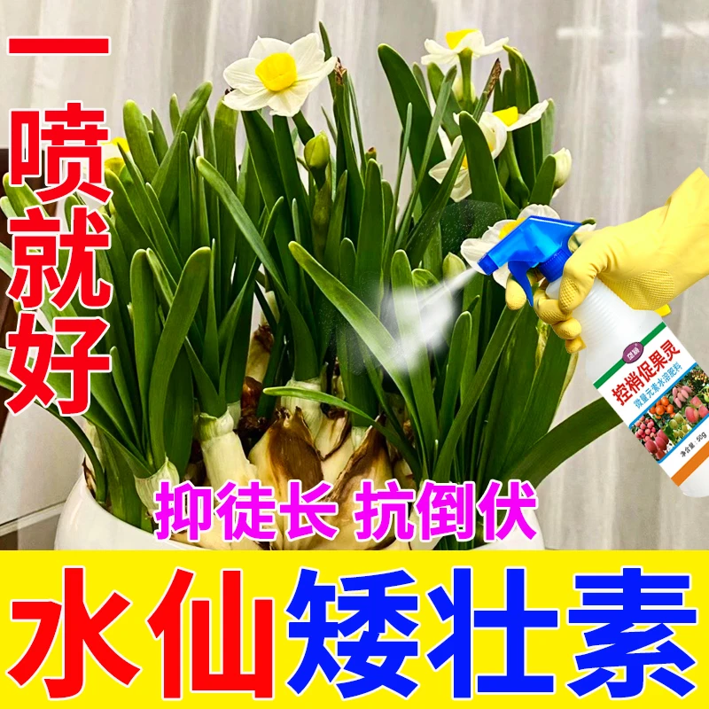 矮壮素菊花水仙多肉效唑挫植物花卉矮化胖控旺 徒长调节剂花药