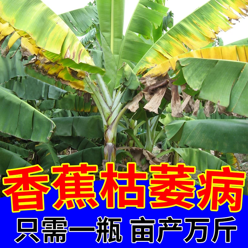 香蕉枯萎病专用黄叶病叶斑病灰纹病炭疽病香蕉病害专用叶面肥