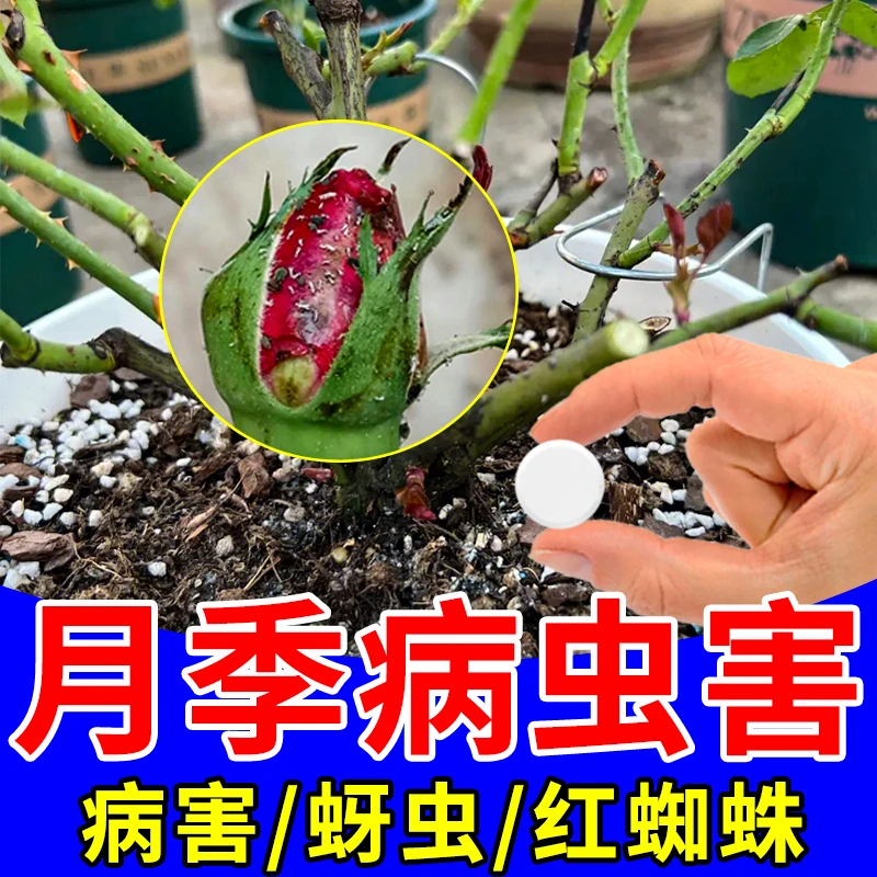 月季花病虫害蚧壳虫蚜虫红蜘蛛月季花花肥杀菌园艺防虫片花卉通用