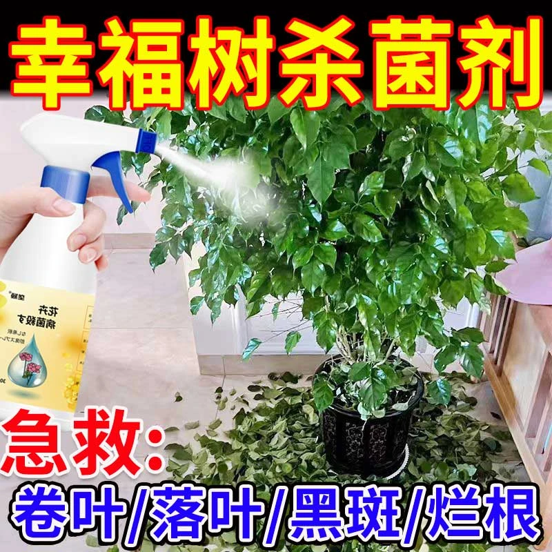 幸福树专用杀菌剂【四季绿叶】防黄叶落叶叶子黑斑叶斑病专用营养液