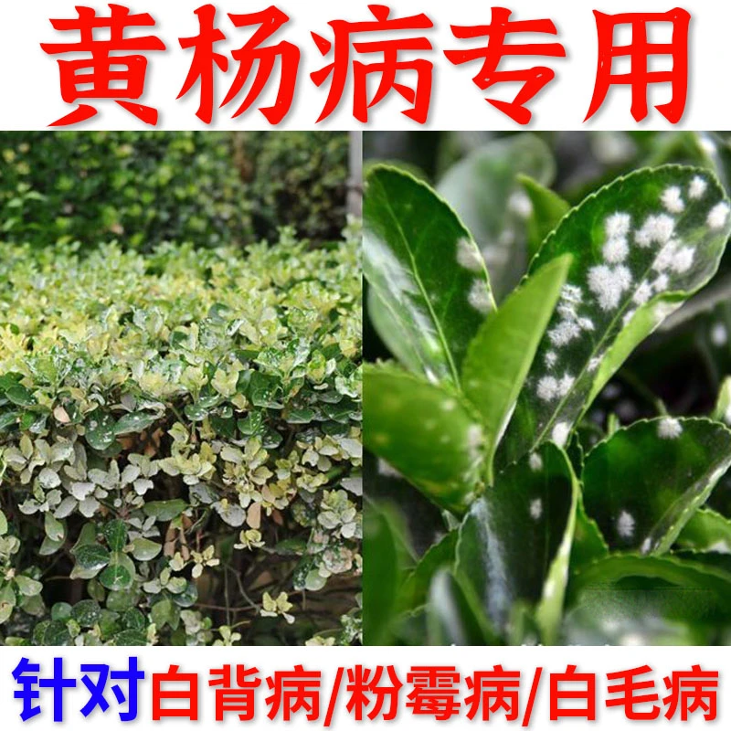 黄杨病专用杀菌剂大叶小叶黄杨专用微生物菌剂炭疽病白毛病粉霉病