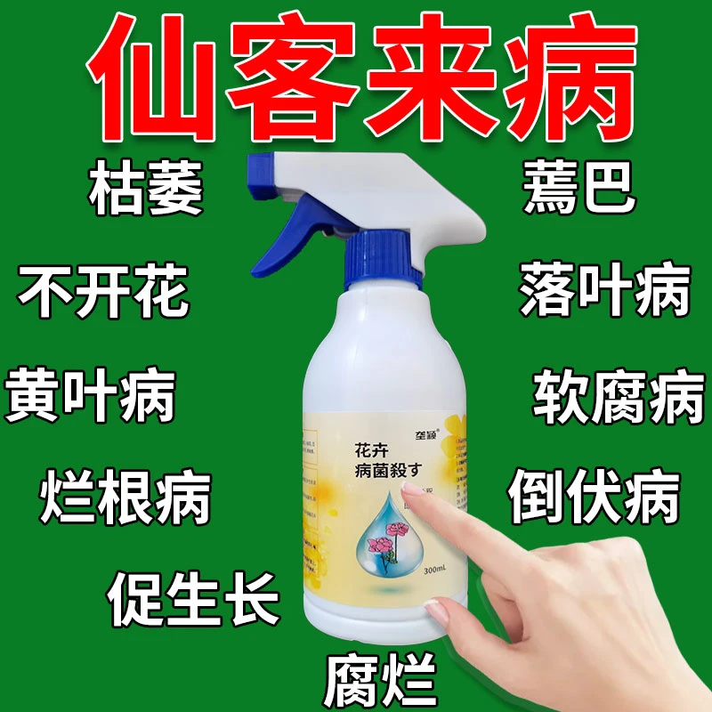 【仙客来黄叶怎么办】仙客来专用营养液延长花期防黄叶烂根花肥