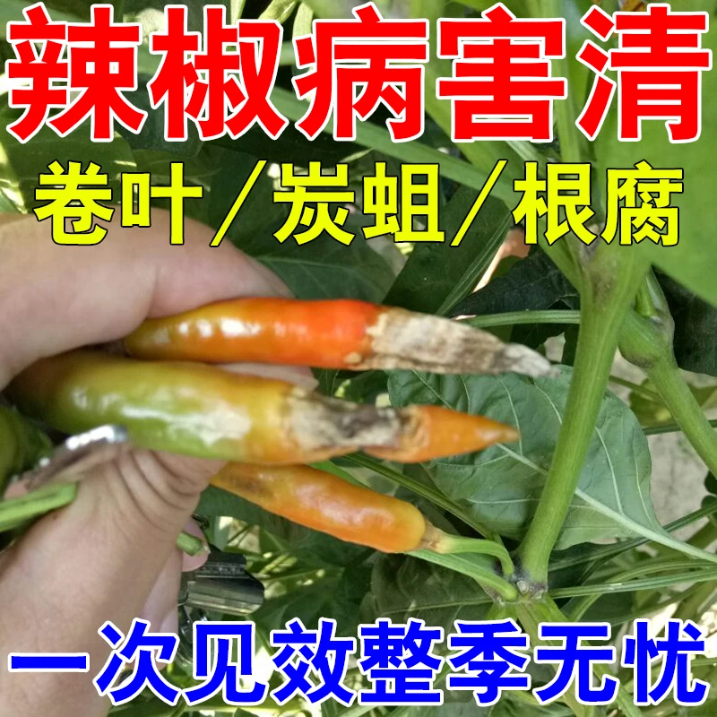 辣椒病毒病杀菌剂青椒病全管卷叶黄叶青枯病炭疽疫病防治专用肥料