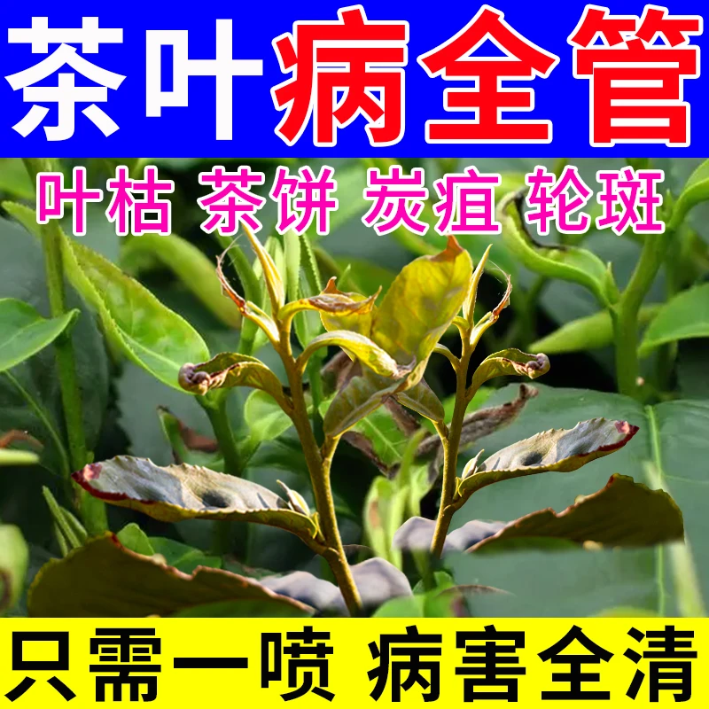 【茶叶病全管】茶叶炭疽病黄叶卷叶芽枯病百星轮斑病专用杀菌剂