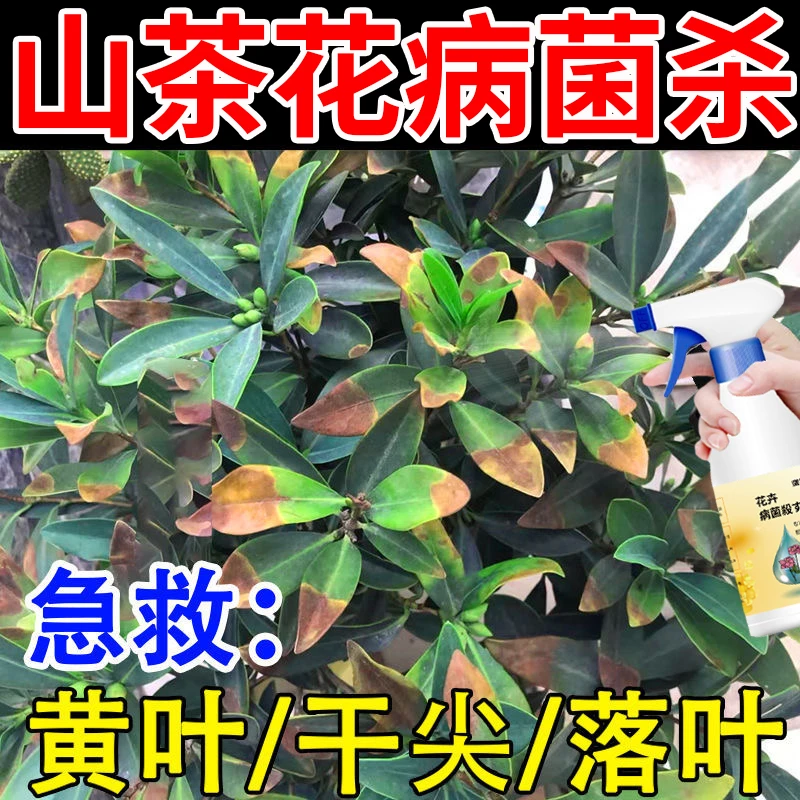 山茶花病菌杀山茶花专用营养液防黄叶干尖掉叶掉苞炭疽病白粉病