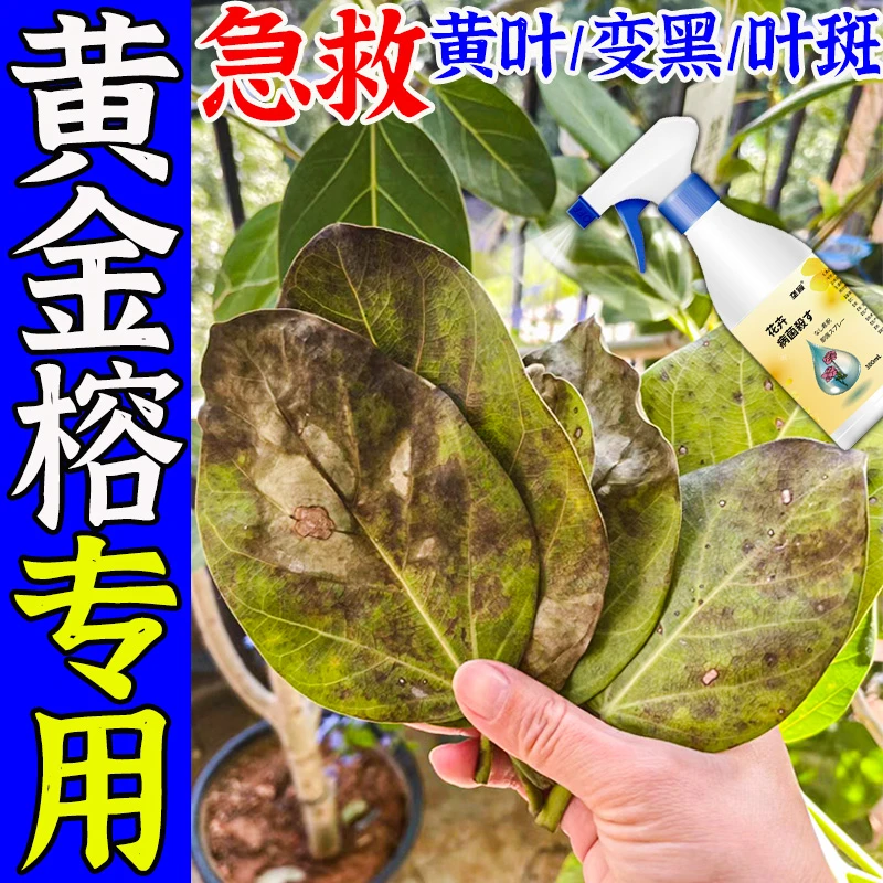 黄金榕专用营养液叶片焦边叶子黑色斑点黑斑病绿植盆栽免稀释肥料