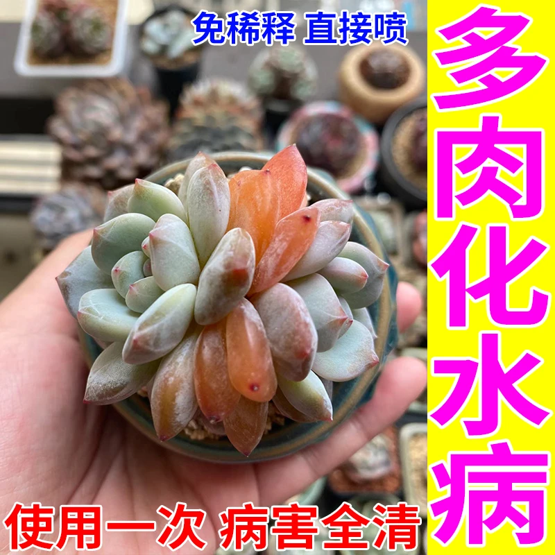多肉专用杀菌剂多肉病全管化水病枯萎病掉叶病黑斑病免稀释营养液