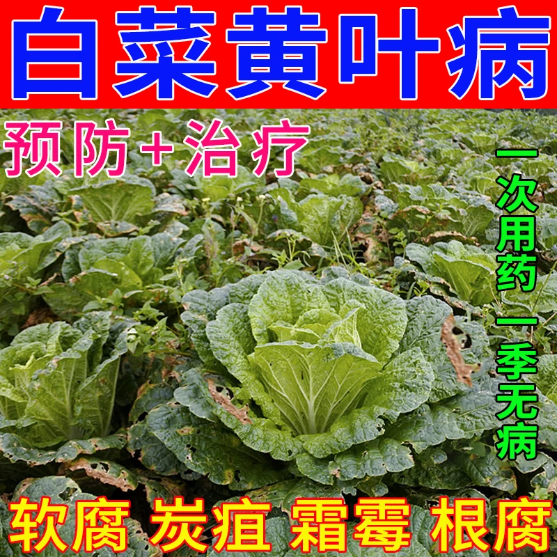 白菜专用叶面肥杀菌剂防治大白菜黄叶烂根腐烂软腐病叶斑病灰霉病