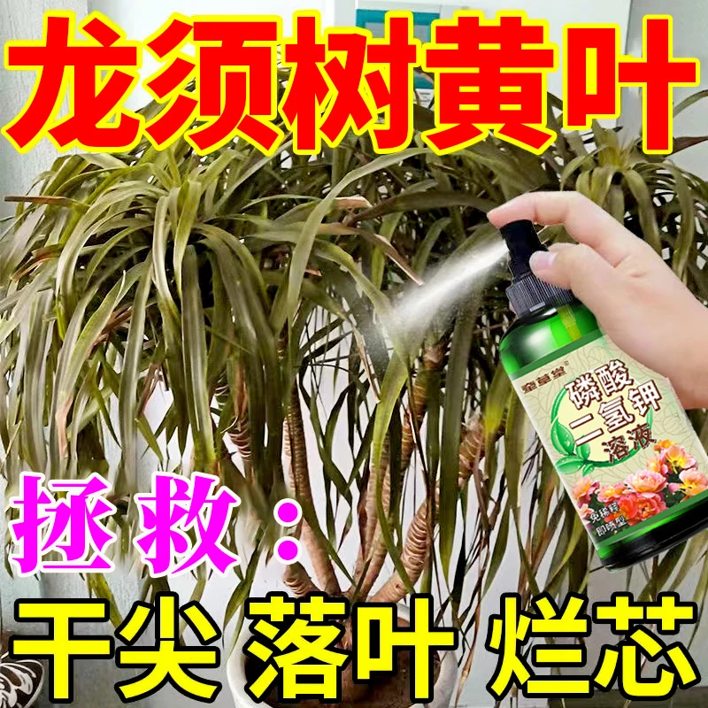 龙血树叶尖发黄干枯怎么办龙须树叶子发黄营养液烂根肥料专用肥