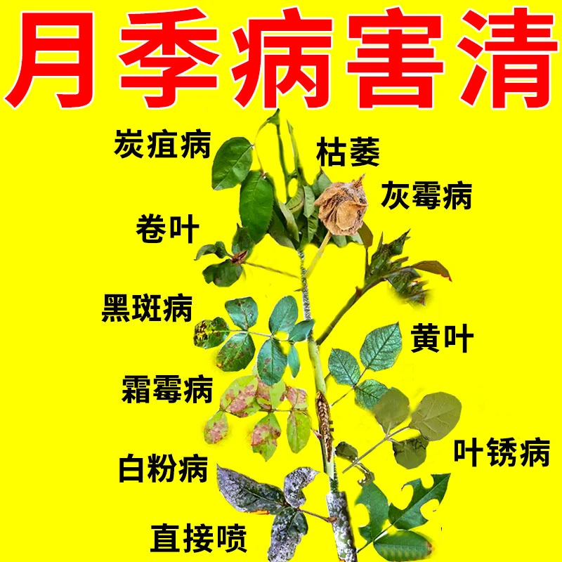 月季专用杀菌剂】防治月季花黑斑病白粉病黄叶黑杆病抗病壮根绿叶