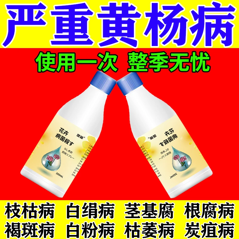 黄杨专用肥黄叶枝枯病褐斑炭疽黄杨杀菌剂盆景花卉通用黄杨营养液