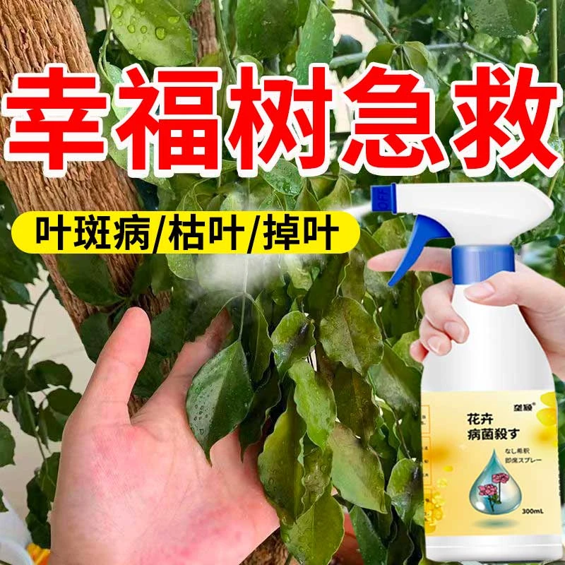 幸福树专用营养液【四季绿叶】防黄叶落叶叶子黑斑叶斑病专用杀菌剂