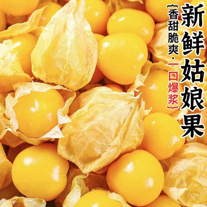 （香甜多汁）东北菇娘果海伦果鲜甜当季水果新鲜灯笼果