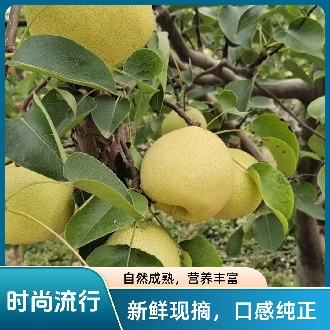 乾县甘河酥梨，高原梨，脆甜多汁，无渣。