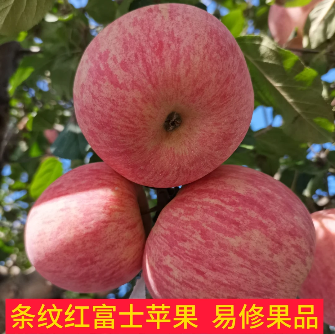 2024当季新鲜脆甜多汁条纹红富士二级果净重9.5斤16-18个果包邮