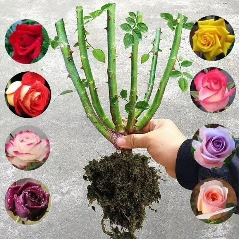 云南玫瑰花苗开花大花多季开花浓香型混色颜色随机发货