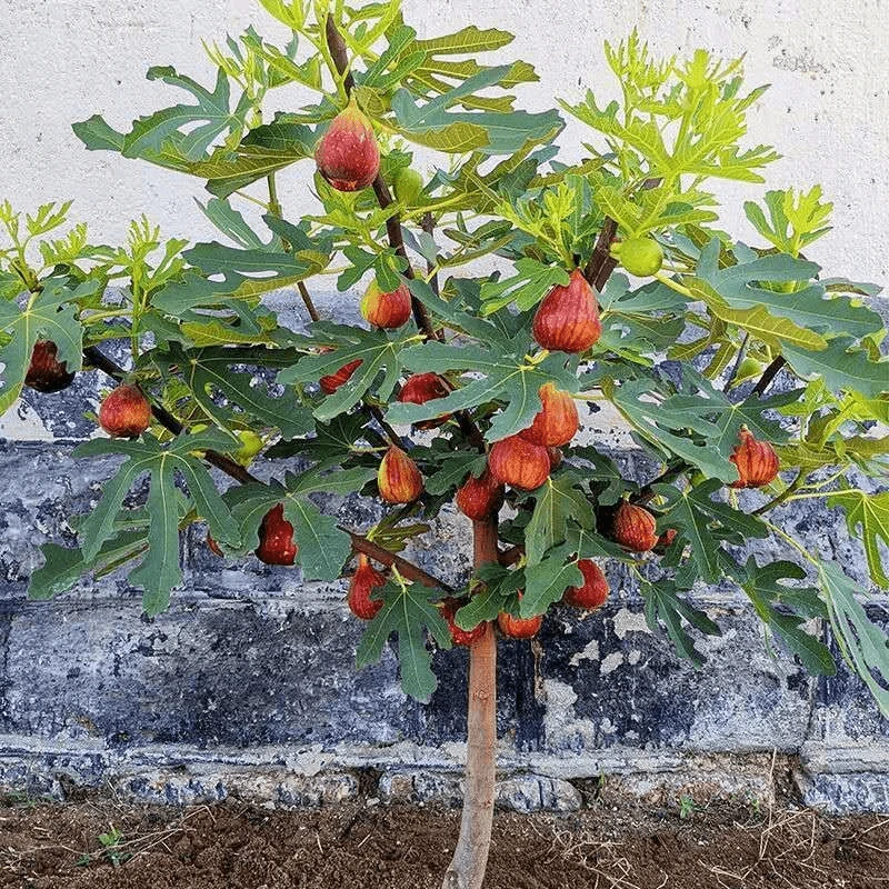 无花果树苗南北方庭院种植盆栽地栽当年结果特大矮化波姬红果树苗