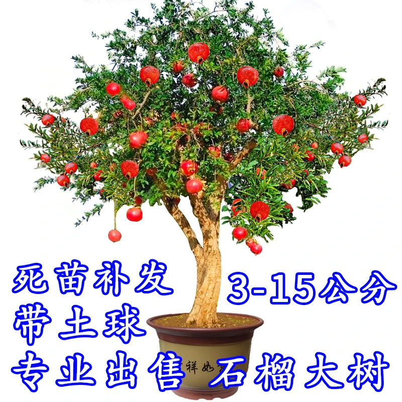 石榴树树苗突尼斯软籽石榴带土特大盆栽庭院果树无籽石榴树苗果苗