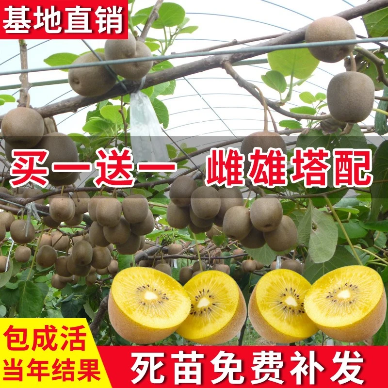 猕猴桃树果苗红心软枣猕猴桃苗果树果苗南北方品种植水果当年结果