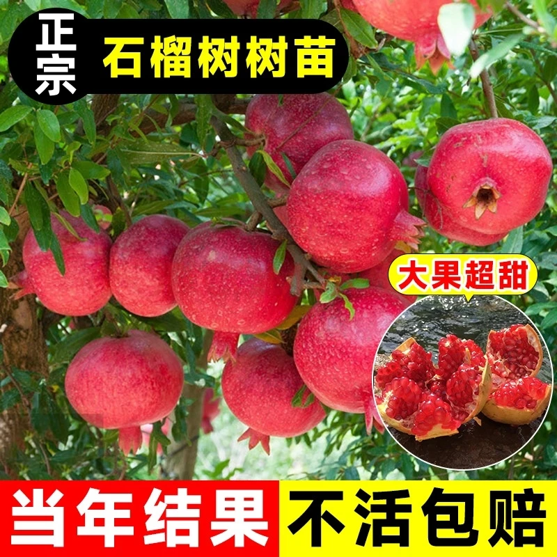 石榴树树苗突尼斯软籽石榴树四季盆栽地栽特大庭院果树苗南北方种