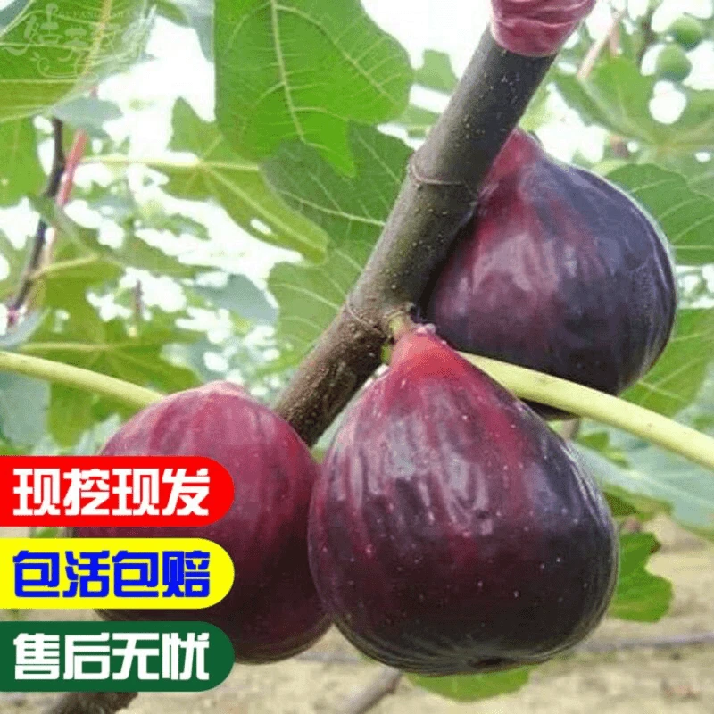 玛斯义陶芬 无花果树苗当年结果南方北方种植无花果盆栽地栽