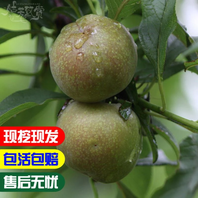 南北方味帝李子苗 味王 味厚李子树苗 6月成熟 味 特甜 量大