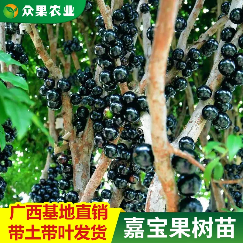 嘉宝果树苗树矮化苗台湾嘉宝果树矮化沙巴四季盆栽南北种植