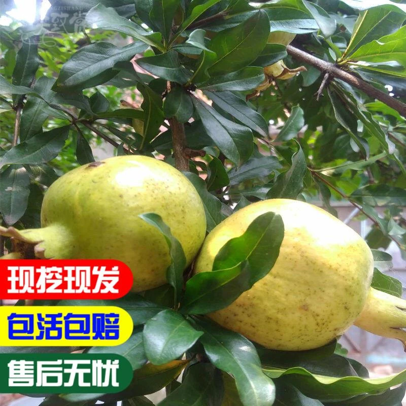 大青皮甜石榴苗 北方南方种植 软子甜石榴树苗 果树 新品种石榴苗