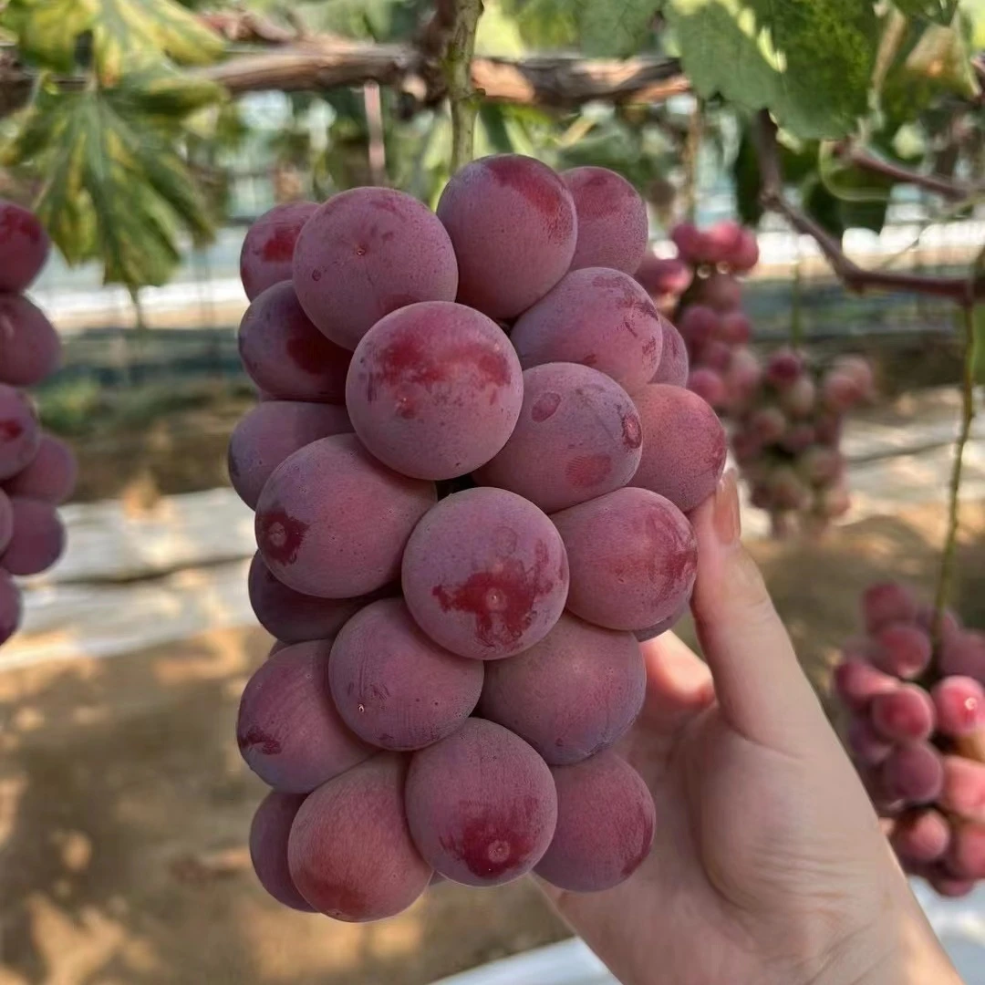 新品种无籽葡萄苗南方种植妮娜皇后葡萄树苗庭院爬藤北方耐寒果苗