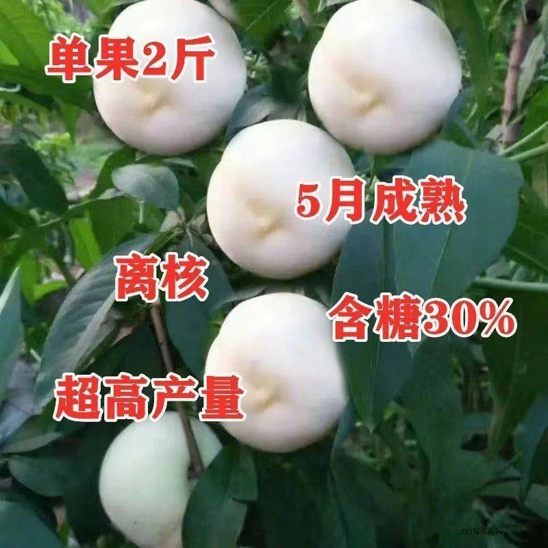 嫁接白玉桃树苗特大桃树树苗南方北方种植盆栽地栽果树苗当年结果