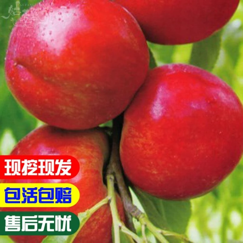 嫁接桃树苗金硕油桃树苗盆栽地栽油桃树苗南北方庭院种植果树苗