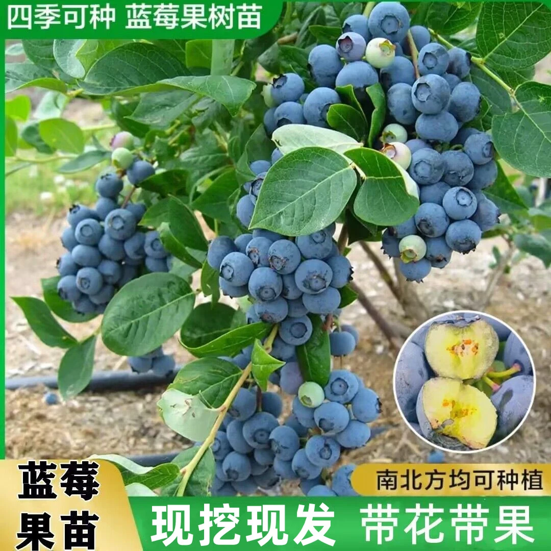 蓝莓树果苗带果四季盆栽果树苗南北方种植庭院耐寒蓝莓苗当年结果