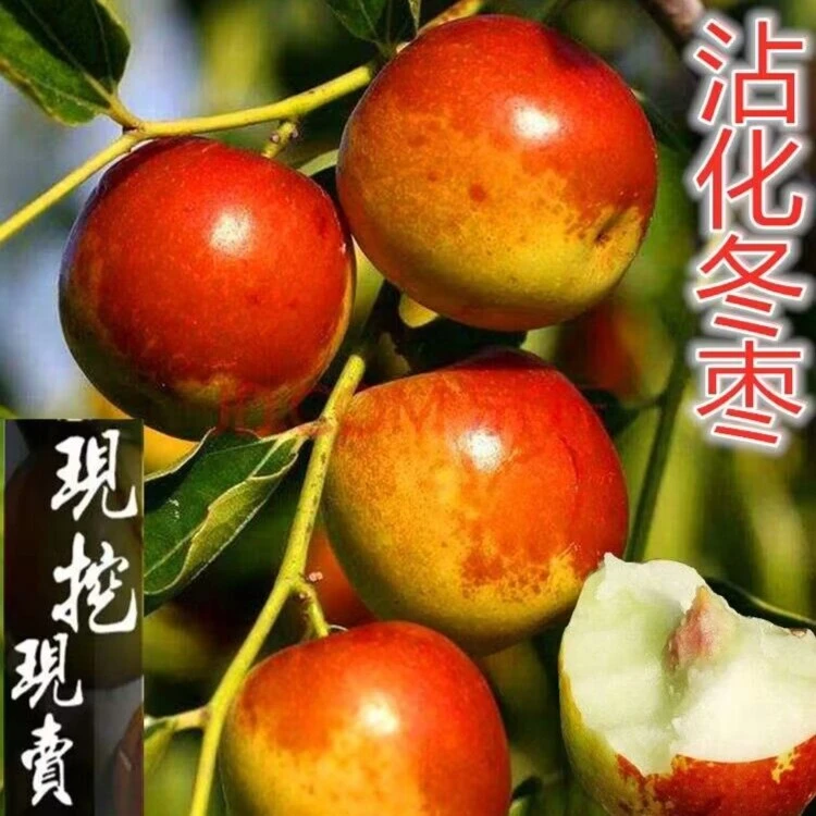 沾化冬枣树苗嫁接特大潘枣苗盆栽地栽南北方种庭院红枣树当年结果