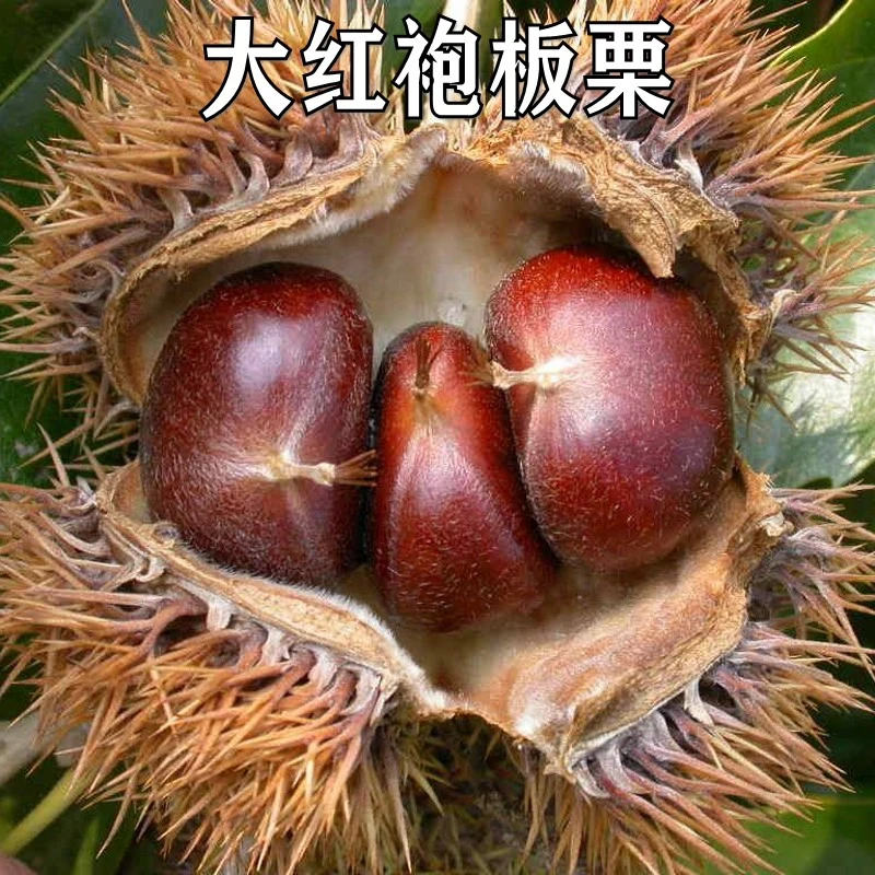 新品种嫁接特大板栗苗大红袍生栗板栗苗南方北方地栽种植当年结果