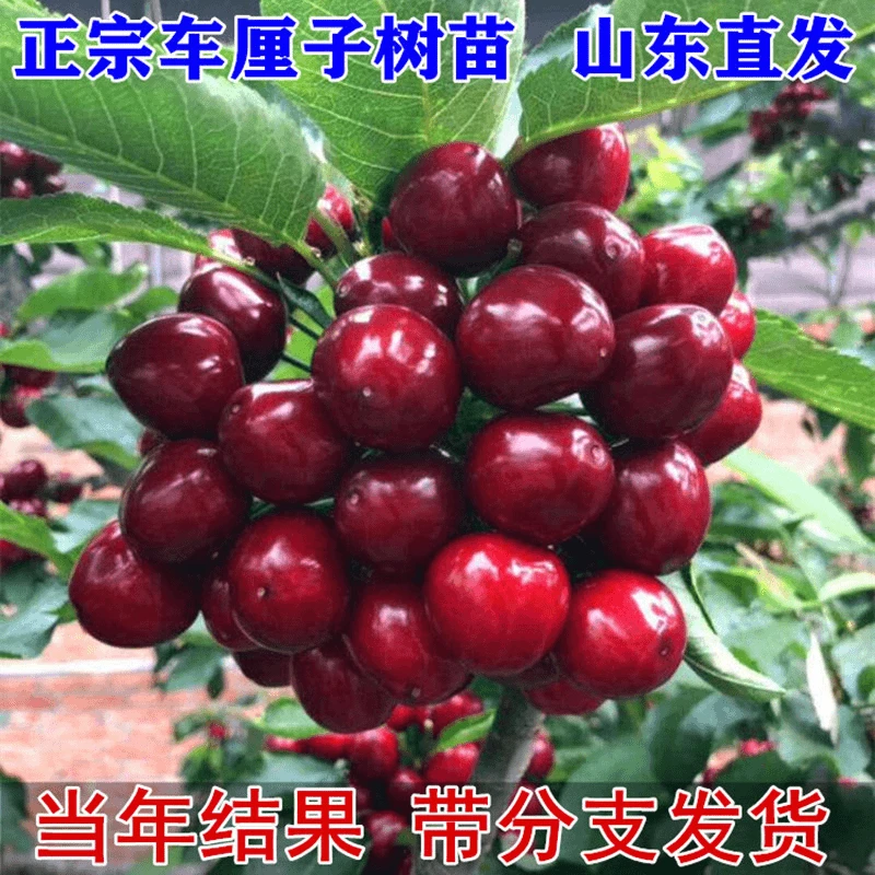 车厘子树苗盆栽地栽南方北方种植当年结果特大嫁接樱桃苗果树果苗