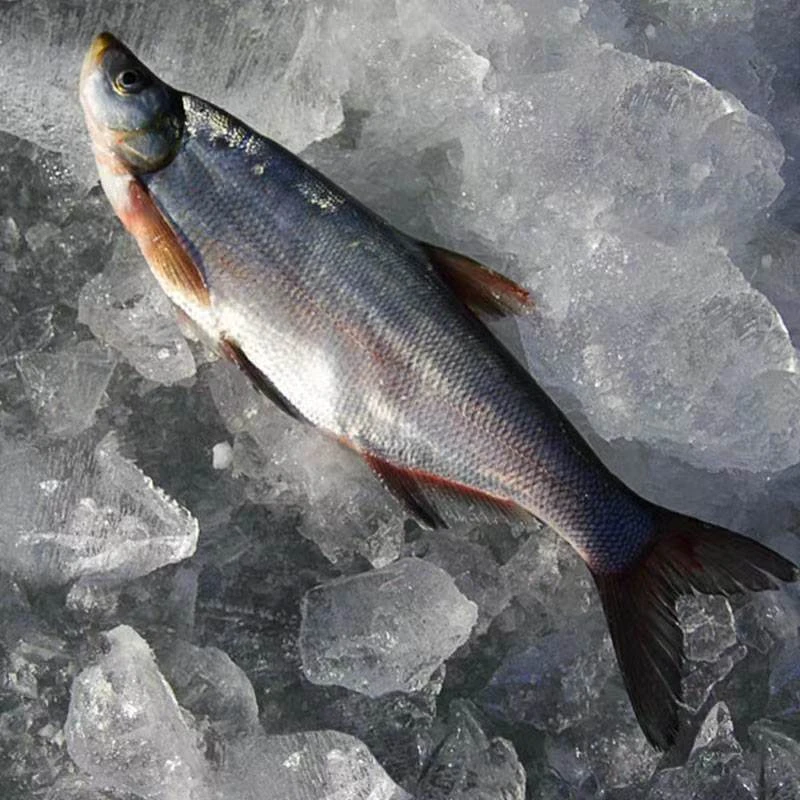 东北冷水野生翘嘴岛子鱼