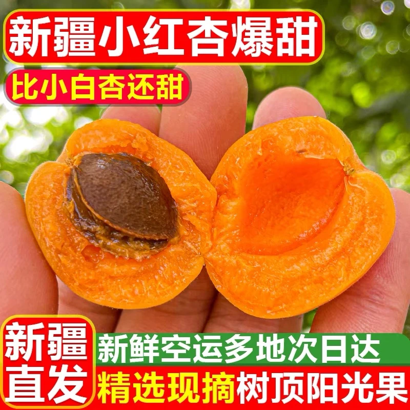 【蜡笔燕专属】阿克苏四团小红杏新鲜水果杏子特产顺丰空运小红杏