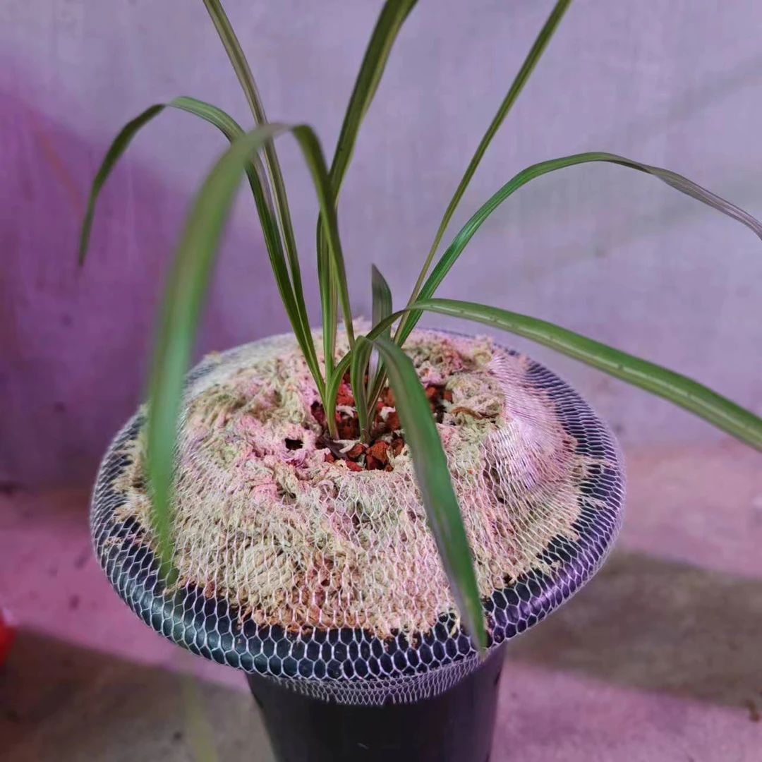 豆瓣兰花，一物一拍
