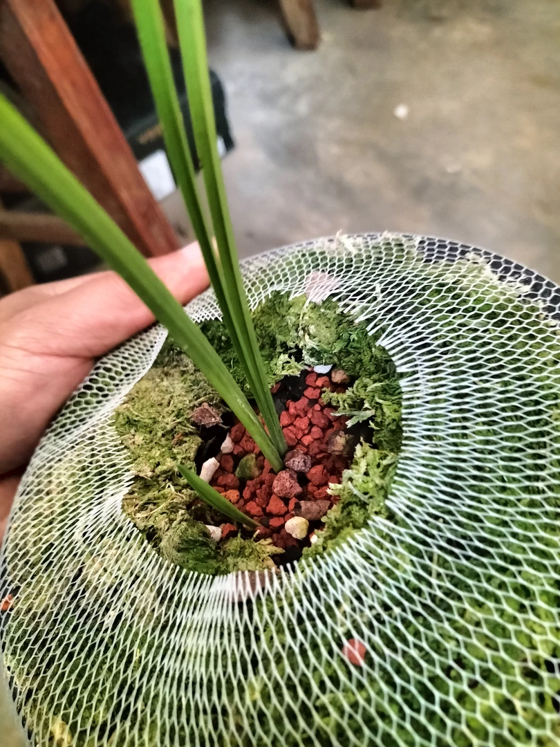 送春兰花，送春黄草，一苗一牙。